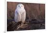 Snowy Owl, British Columbia, Canada-Art Wolfe-Framed Photographic Print