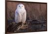 Snowy Owl, British Columbia, Canada-Art Wolfe-Framed Photographic Print