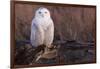 Snowy Owl, British Columbia, Canada-Art Wolfe-Framed Photographic Print