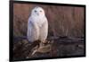 Snowy Owl, British Columbia, Canada-Art Wolfe-Framed Photographic Print