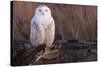 Snowy Owl, British Columbia, Canada-Art Wolfe-Stretched Canvas