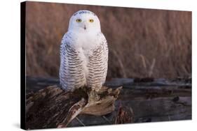 Snowy Owl, British Columbia, Canada-Art Wolfe-Stretched Canvas