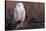 Snowy Owl, British Columbia, Canada-Art Wolfe-Stretched Canvas
