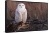 Snowy Owl, British Columbia, Canada-Art Wolfe-Framed Stretched Canvas