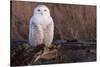 Snowy Owl, British Columbia, Canada-Art Wolfe-Stretched Canvas