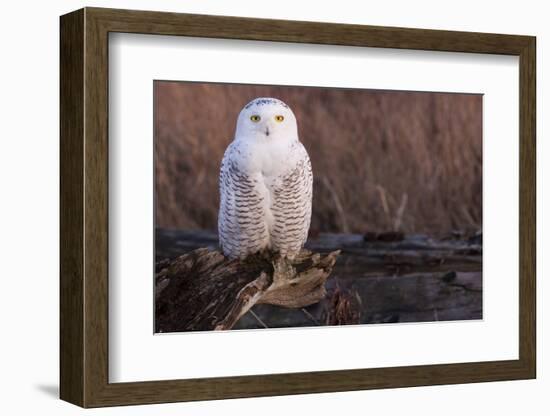 Snowy Owl, British Columbia, Canada-Art Wolfe-Framed Photographic Print