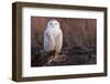 Snowy Owl, British Columbia, Canada-Art Wolfe-Framed Photographic Print