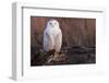 Snowy Owl, British Columbia, Canada-Art Wolfe-Framed Photographic Print