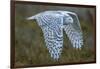 Snowy owl, British Columbia, Canada-Art Wolfe-Framed Photographic Print