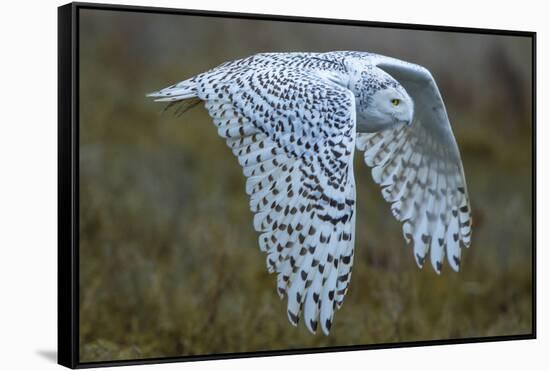 Snowy owl, British Columbia, Canada-Art Wolfe-Framed Stretched Canvas