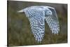 Snowy owl, British Columbia, Canada-Art Wolfe-Stretched Canvas