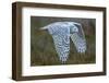 Snowy owl, British Columbia, Canada-Art Wolfe-Framed Photographic Print