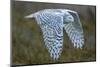 Snowy owl, British Columbia, Canada-Art Wolfe-Mounted Photographic Print