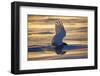 Snowy owl (Bubo scandiacus)  Female landing in the snow, Quebec, Canada-David Allemand-Framed Photographic Print