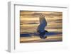 Snowy owl (Bubo scandiacus)  Female landing in the snow, Quebec, Canada-David Allemand-Framed Photographic Print