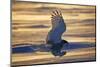 Snowy owl (Bubo scandiacus)  Female landing in the snow, Quebec, Canada-David Allemand-Mounted Photographic Print