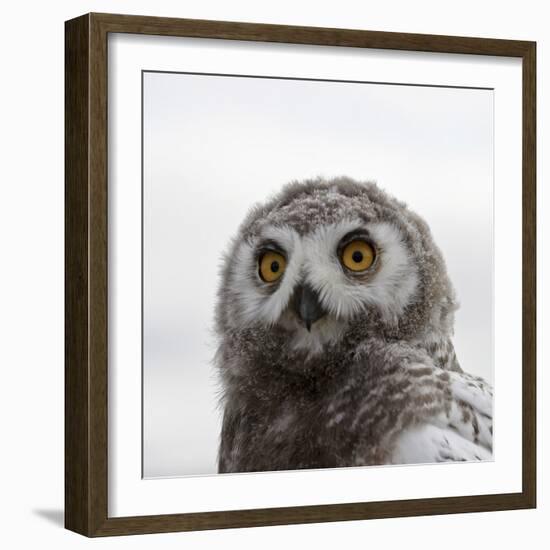 Snowy Owl (Bubo Scandiacus) Fledgling Portrait, Wrangel Island, Far Eastern Russia, August-Sergey Gorshkov-Framed Photographic Print