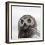 Snowy Owl (Bubo Scandiacus) Fledgling Portrait, Wrangel Island, Far Eastern Russia, August-Sergey Gorshkov-Framed Photographic Print