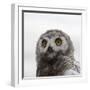 Snowy Owl (Bubo Scandiacus) Fledgling Portrait, Wrangel Island, Far Eastern Russia, August-Sergey Gorshkov-Framed Photographic Print