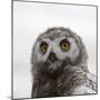 Snowy Owl (Bubo Scandiacus) Fledgling Portrait, Wrangel Island, Far Eastern Russia, August-Sergey Gorshkov-Mounted Photographic Print