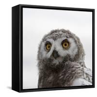 Snowy Owl (Bubo Scandiacus) Fledgling Portrait, Wrangel Island, Far Eastern Russia, August-Sergey Gorshkov-Framed Stretched Canvas