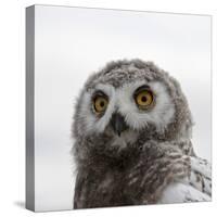 Snowy Owl (Bubo Scandiacus) Fledgling Portrait, Wrangel Island, Far Eastern Russia, August-Sergey Gorshkov-Stretched Canvas