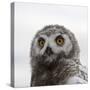 Snowy Owl (Bubo Scandiacus) Fledgling Portrait, Wrangel Island, Far Eastern Russia, August-Sergey Gorshkov-Stretched Canvas