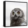 Snowy Owl (Bubo Scandiacus) Fledgling Portrait, Wrangel Island, Far Eastern Russia, August-Sergey Gorshkov-Framed Stretched Canvas