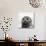 Snowy Owl (Bubo Scandiacus) Fledgling Portrait, Wrangel Island, Far Eastern Russia, August-Sergey Gorshkov-Photographic Print displayed on a wall