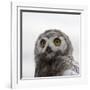 Snowy Owl (Bubo Scandiacus) Fledgling Portrait, Wrangel Island, Far Eastern Russia, August-Sergey Gorshkov-Framed Photographic Print