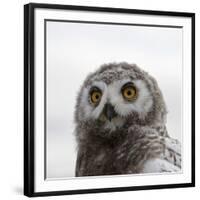 Snowy Owl (Bubo Scandiacus) Fledgling Portrait, Wrangel Island, Far Eastern Russia, August-Sergey Gorshkov-Framed Photographic Print