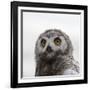 Snowy Owl (Bubo Scandiacus) Fledgling Portrait, Wrangel Island, Far Eastern Russia, August-Sergey Gorshkov-Framed Photographic Print