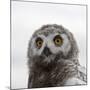 Snowy Owl (Bubo Scandiacus) Fledgling Portrait, Wrangel Island, Far Eastern Russia, August-Sergey Gorshkov-Mounted Photographic Print