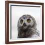 Snowy Owl (Bubo Scandiacus) Fledgling Portrait, Wrangel Island, Far Eastern Russia, August-Sergey Gorshkov-Framed Photographic Print