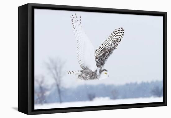 Snowy Owl (Bubo Scandiacus) Flies over a Snowy Field-Jim Cumming-Framed Stretched Canvas