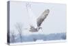 Snowy Owl (Bubo Scandiacus) Flies over a Snowy Field-Jim Cumming-Stretched Canvas