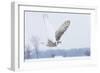 Snowy Owl (Bubo Scandiacus) Flies over a Snowy Field-Jim Cumming-Framed Photographic Print