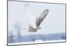 Snowy Owl (Bubo Scandiacus) Flies over a Snowy Field-Jim Cumming-Mounted Photographic Print