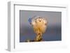 Snowy Owl (Bubo Scandiacus) Fluffing Feathers-Gerrit Vyn-Framed Photographic Print