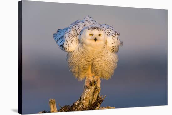 Snowy Owl (Bubo Scandiacus) Fluffing Feathers-Gerrit Vyn-Stretched Canvas