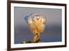 Snowy Owl (Bubo Scandiacus) Fluffing Feathers-Gerrit Vyn-Framed Photographic Print