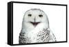 Snowy Owl (Bubo Scandiacus) Smiling And Laughing Isolated On White-l i g h t p o e t-Framed Stretched Canvas