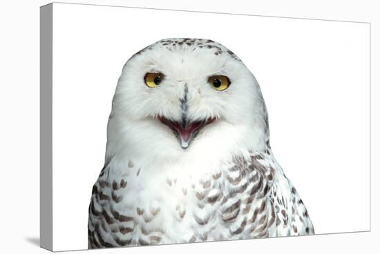 Snowy Owl (Bubo Scandiacus) Smiling And Laughing Isolated On White-l i g h t p o e t-Stretched Canvas