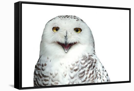 Snowy Owl (Bubo Scandiacus) Smiling And Laughing Isolated On White-l i g h t p o e t-Framed Stretched Canvas