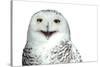 Snowy Owl (Bubo Scandiacus) Smiling And Laughing Isolated On White-l i g h t p o e t-Stretched Canvas
