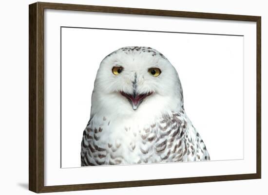 Snowy Owl (Bubo Scandiacus) Smiling And Laughing Isolated On White-l i g h t p o e t-Framed Photographic Print