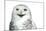 Snowy Owl (Bubo Scandiacus) Smiling And Laughing Isolated On White-l i g h t p o e t-Mounted Photographic Print