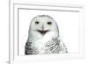 Snowy Owl (Bubo Scandiacus) Smiling And Laughing Isolated On White-l i g h t p o e t-Framed Photographic Print
