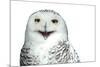 Snowy Owl (Bubo Scandiacus) Smiling And Laughing Isolated On White-l i g h t p o e t-Mounted Photographic Print