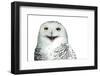 Snowy Owl (Bubo Scandiacus) Smiling And Laughing Isolated On White-l i g h t p o e t-Framed Photographic Print